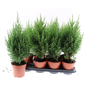 Juniperus chinensis Stricta