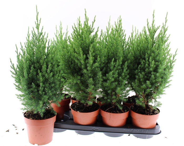 <h4>Juniperus chinensis Stricta</h4>