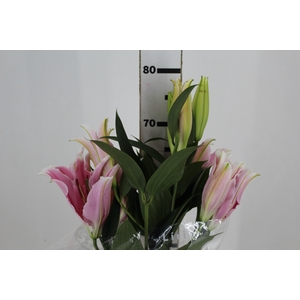 LIRIO SORBONNE 080 CM HT 2/3 FLS