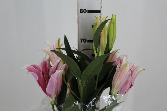 <h4>LIRIO SORBONNE 080 CM HT 2/3 FLS</h4>