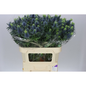 Eryngium Supernova