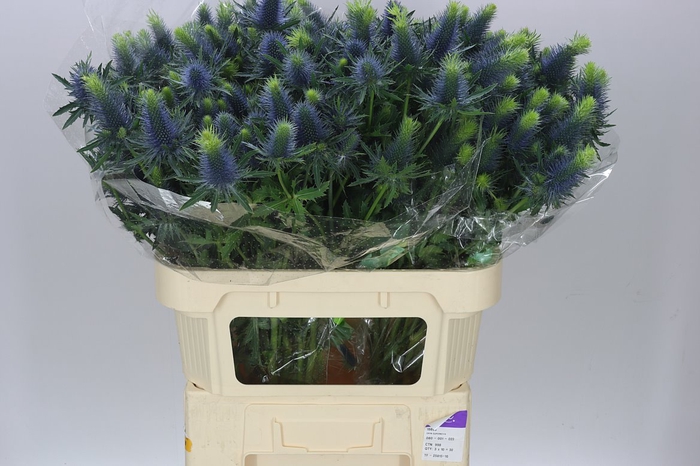 <h4>Eryngium Supernova</h4>
