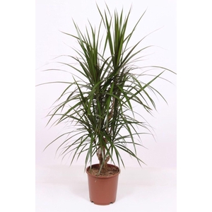 Dracaena marginata