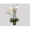 PHALAENOPSIS P24 MAJORIS BRANCO 2 HT