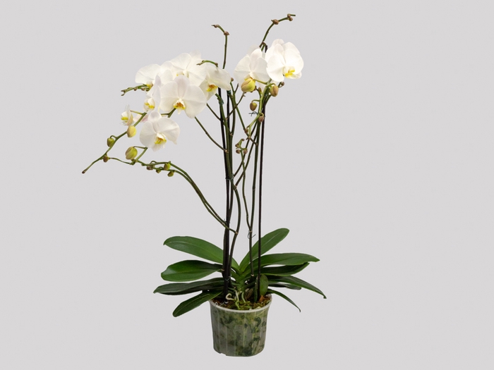 PHALAENOPSIS P24 MAJORIS BRANCO 2 HT