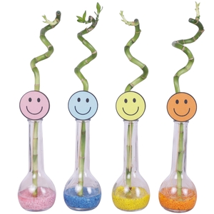 Yearround Lucky Bamboo Stem Spiral 35cm in Glass Bulb Bottle