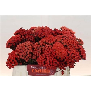 Kaaps Groen Red Brunia Xl 35cm