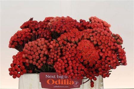 <h4>Kaaps Groen Red Brunia Xl 35cm</h4>