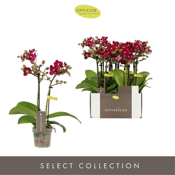 <h4>Phalaenopsis Multifloratypes overig rood</h4>
