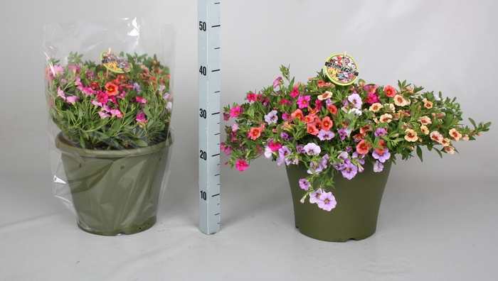 <h4>CALIB MINIF GEM POT</h4>