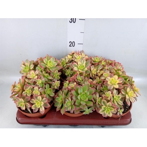 Aeonium   ...