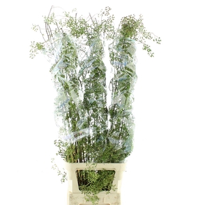 Rosa Corallo Green