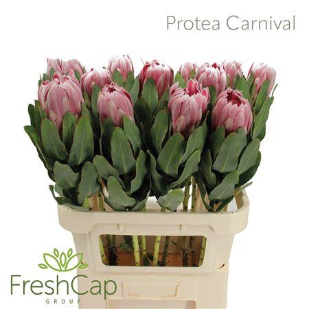 <h4>Protea Carnival</h4>