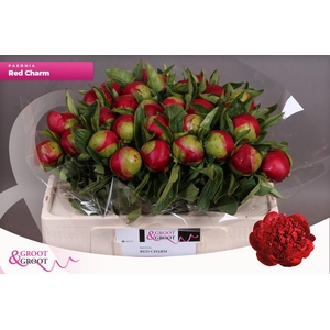 Paeonia Red Charm | XXL
