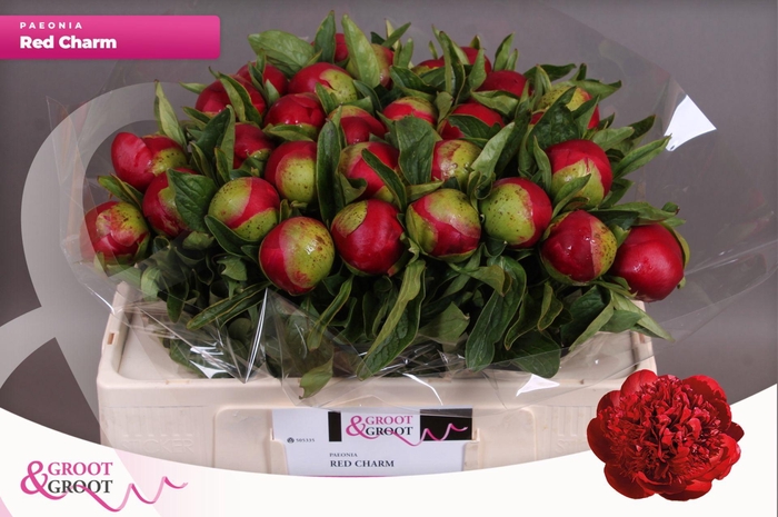 <h4>Paeonia Red Charm | XXL</h4>
