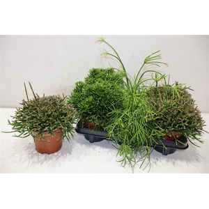 Rhipsalis Gem