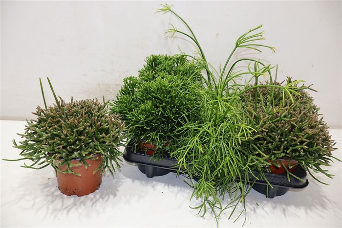 <h4>Rhipsalis Gem</h4>