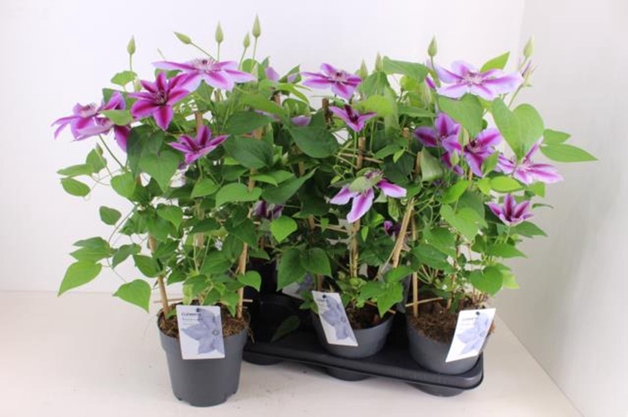 <h4>Clematis Boulevard overig</h4>