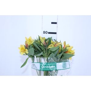 ALSTROEMERIA CARIBBEAN 080 CM