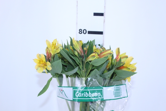 ALSTROEMERIA CARIBBEAN 080 CM