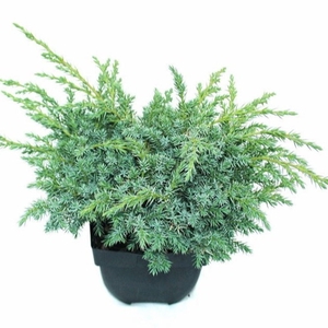 Juniperus squamata Blue Swede