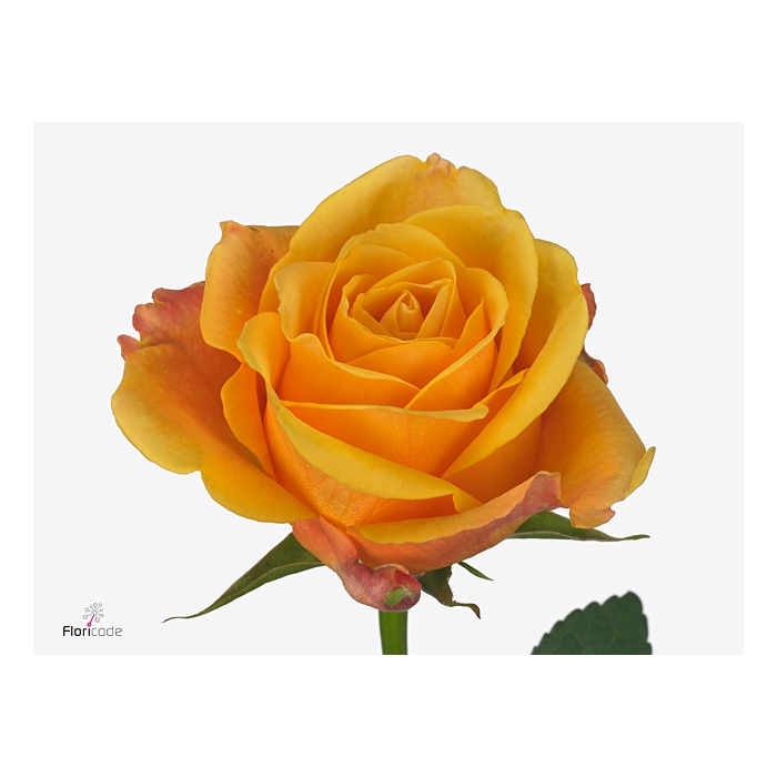 <h4>Rosa Lady Butterfly</h4>
