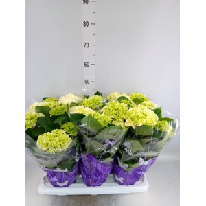 Hydrangea mac. 'Schneeball'