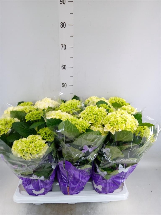 <h4>Hydrangea mac. 'Schneeball'</h4>