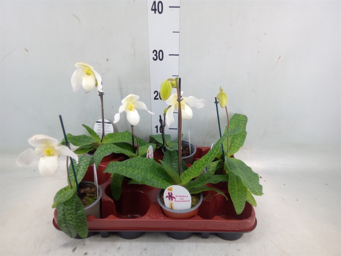 <h4>Paphiopedilum   ...</h4>