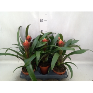 Guzmania  'Punta'