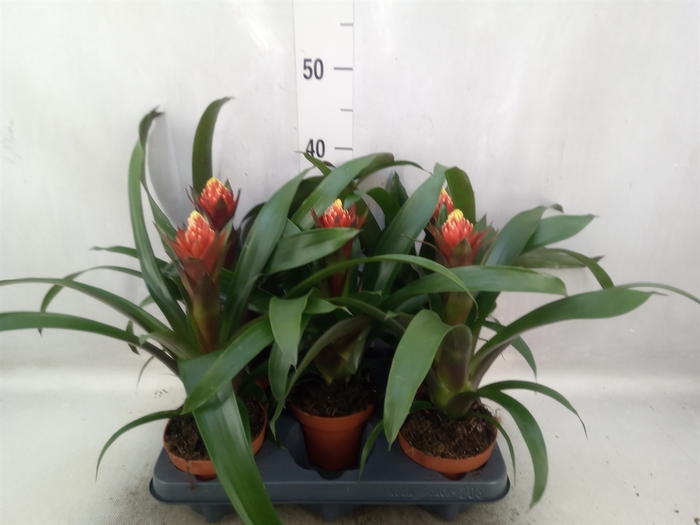 Guzmania  'Punta'