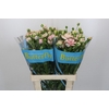 Ranunculus Butterfly Ariadne