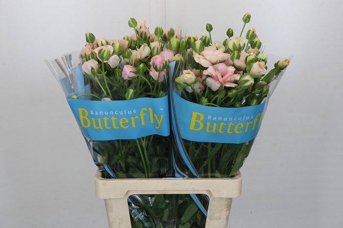 Ranunculus Butterfly Ariadne