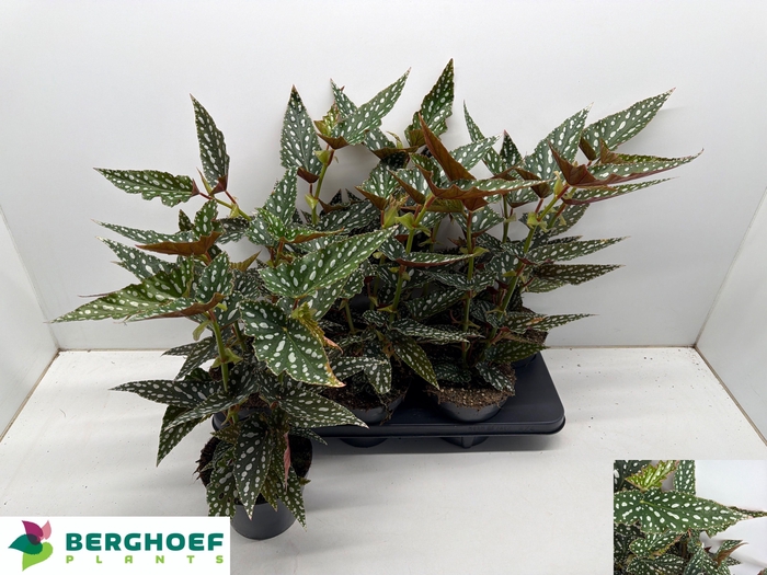 <h4>BEG MA SPOTL GREEN</h4>