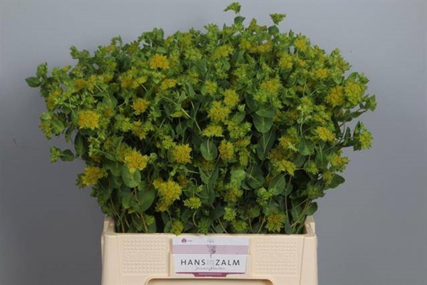 <h4>BUPLEURUM GRIFFITHII</h4>