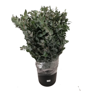 EUCALYPTUS CINEREA