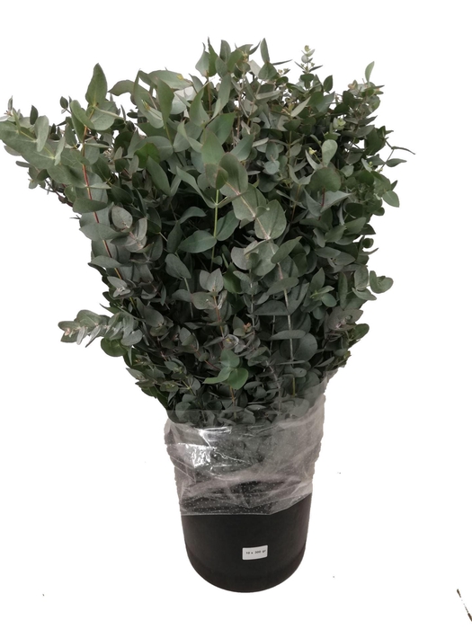 <h4>EUCALYPTUS CINEREA</h4>