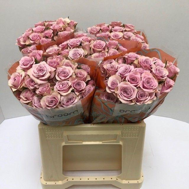 <h4>Rosa TR 'Leila' BRAAM</h4>