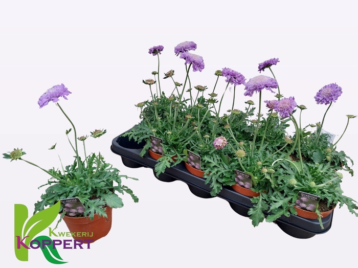 <h4>SCAB CO BUTTERFLY BL</h4>