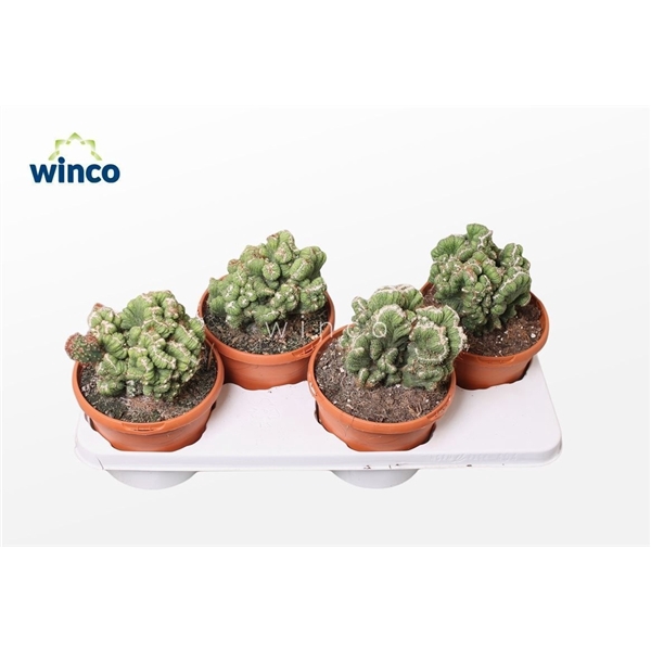 <h4>Cereus Peruvianus Monstruoza Cristata</h4>