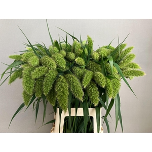 SETARIA ITALICA