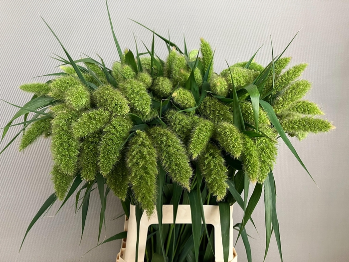 <h4>SETARIA ITALICA</h4>