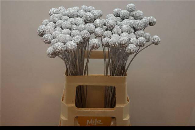 <h4>CRAS KLB H%</h4>