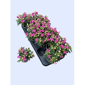 FUCHSIA CHERRY