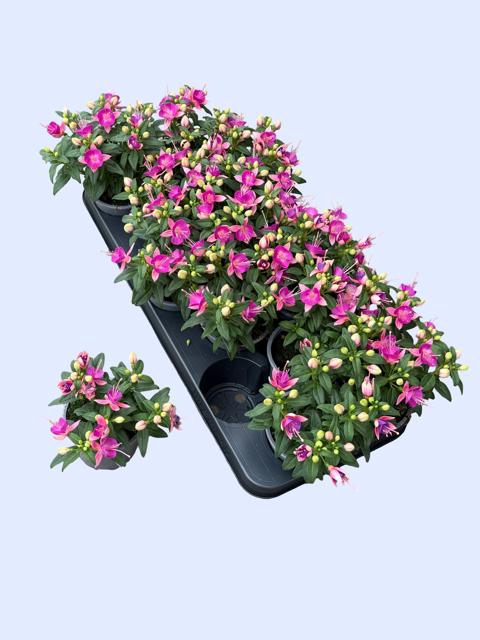 <h4>FUCHSIA CHERRY</h4>
