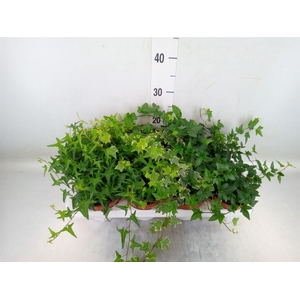 Hedera helix   ...mix 3