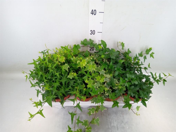 <h4>Hedera helix ...mix 3</h4>