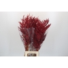 Bromelia Red Paloma