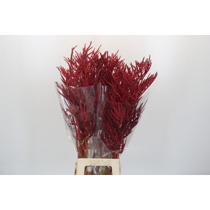 Bromelia Red Paloma