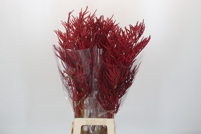 <h4>Bromelia Red Paloma</h4>